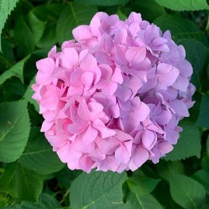 Meet your Posher, Helen